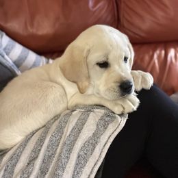 Labrador Retriever Puppies from Peachey Labradors