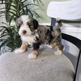 Lori - Blue merle female Bernedoodle puppy in Holtwood, Pennsylvania from Country Ridge Puppies