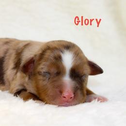 Glory - Red merle female Miniature Australian Shepherd puppy in Foxworth, Mississippi from Ten Mile Aussies