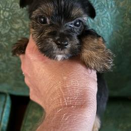Morkie and Yorkshire Terrier Puppies from DEJAVU PUPS