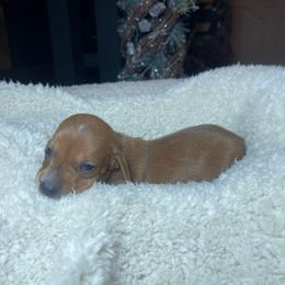 Dolly - Red female Dachshund puppy in Washburn, Tennessee from Broken Arrow Miniature Dachshunds