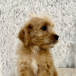 Boy 4 - Caramel Australian Labradoodle puppy in Peoria, Arizona from Kalolabradoodles