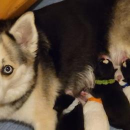 Pomskies from Mini Pomskies of Ohio