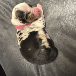 Charlie - Blue merle female Miniature Australian Shepherd puppy in Artesia, New Mexico from Rocking Aussies