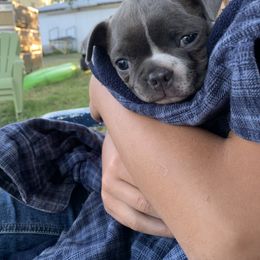 Boston Terrier, Companion Cross, and French Bulldog Puppies from High Plains French Bulldogs,Boston Terriers and Frenchtons.