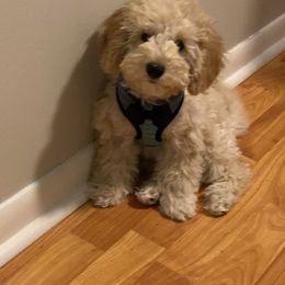 Coton de Tulear and Poodle Puppies from Merlin’s Kennel
