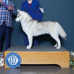 Beck - Siberian Husky