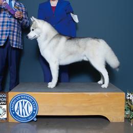 Beck - Siberian Husky