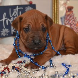 Emeril - Rd whtn blk nose male Rhodesian Ridgeback puppy in Eustis, Florida from Kengali Rhodesian Ridgebacks