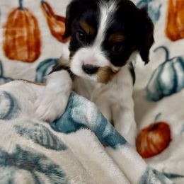 Tri color boy - Tri-color male Cavalier King Charles Spaniel puppy in Smiths, Alabama from K&K Kennels