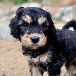 Australian Labradoodle Puppies from Starlight Ridge Australian Labradoodles