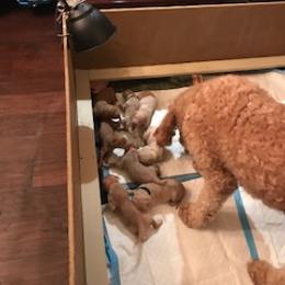 Goldendoodle Puppies from Da Ruba Doodles