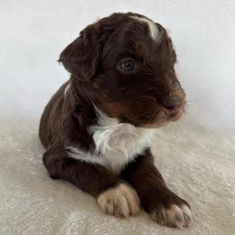 Brownie - Red tri-color male Aussiedoodle puppy in Centerburg, Ohio from A Dose Of Doodle