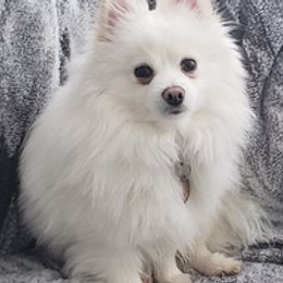 Pomeranians from Foxxy Pomeranians