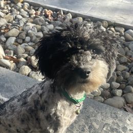 Deedles - Cockapoo