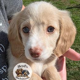 Pegasus - Cream male Dachshund puppy in Hoquiam, Washington from Heyd's Mini Dachshunds