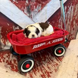 Charlie - Chocolate male Shih Tzu puppy in Success, Missouri from Sweet Success