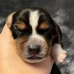 Red - Black tan and bluetick male Beagle puppy in Jasper, Texas from Beech Grove Beagles