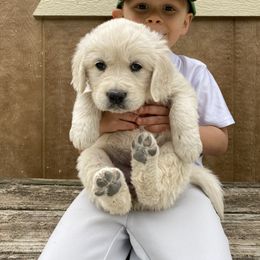 Golden Retriever Puppies from Risa’s Goldens