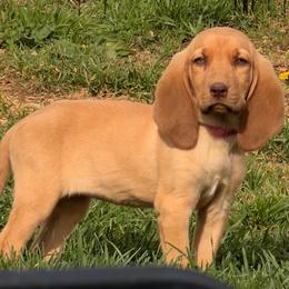 Pink girl - Red female Bloodhound puppy in Conway, Missouri from Ozark Mountain Kennel