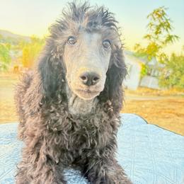Whimsy - Blue female Poodle puppy in Meadowbrook, California from Standard Poodle Pups