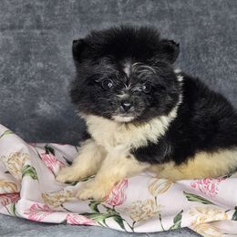 Squeek - Black parti female Pomeranian puppy in Laredo, Texas from SASH Poms