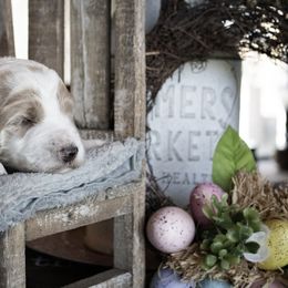 Goldendoodle Puppies from Best Doodles