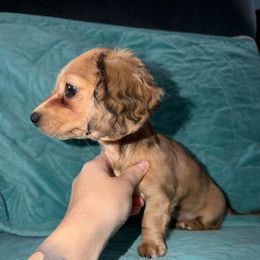 Peanut - Dapple female Dachshund puppy in Crawfordsville, Indiana from KCM Doxies