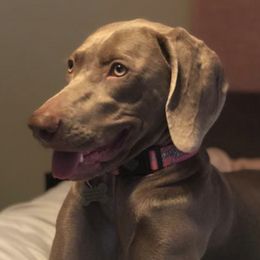 Weimaraners from Muskie Weimaraners
