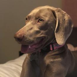 Weimaraners from Muskie Weimaraners