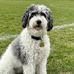 Marsha - Aussiedoodle