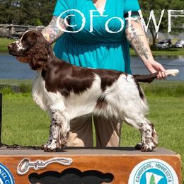 English Springer Spaniels from Feathers on the Wind Farm