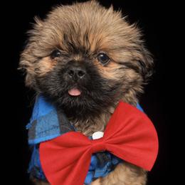 Boy 2 - Brindle male Shih Tzu puppy in Marion County, Tennessee from Jenkins Puppy Paradise