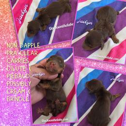 Jaclyn - Chocolate and tan female Dachshund puppy in Grove, Oklahoma from Dachs on the lake