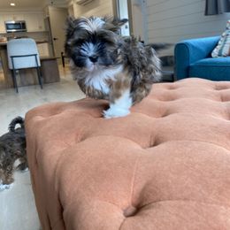 Havanese and Havapoo Puppies from Ladypawspuppies