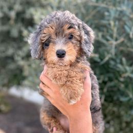 Female 3 - Merle female Bernedoodle puppy in Modesto, California from Central Valley Canine Companions