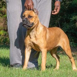 Venus - Cane Corso