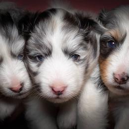 Shetland Sheepdog Puppies from Shirehill Shelties