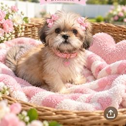 Lea - Black and tan female Shih Tzu puppy in Burlington, North Carolina from Nancy’s Lil’Shih Tzus