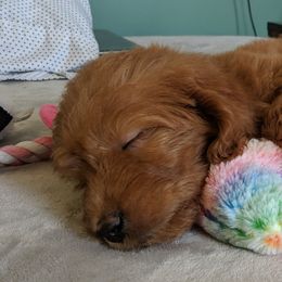 Goldendoodle Puppies from Doodles Of Cypress