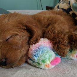 Goldendoodle Puppies from Doodles Of Cypress