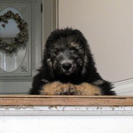 Goldendoodle Puppies from Rolling Acres Doodles and Poodles