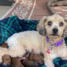 Cockapoo Puppies from Luvin Fur Babies