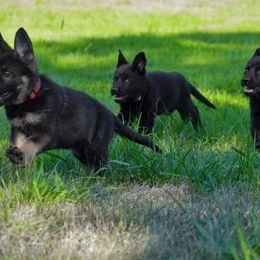 German Shepherd Puppies from Schroderhaus
