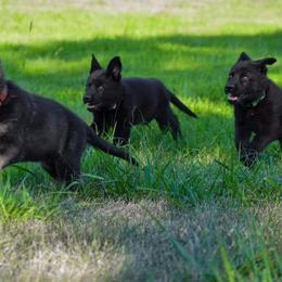 German Shepherd Puppies from Schroderhaus