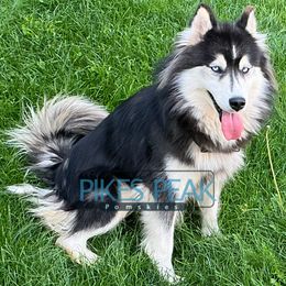 Siberian Husky puppies from Pikes Peak Pomskies