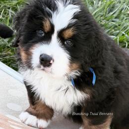 Honor - Black rust and white male Bernese Mountain Dog puppy in Draper, Utah from Breaking Trail Berners