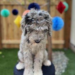 Girl 1 - Blue merle Bernedoodle puppy in Bend, Oregon from Bella Ridge Farms & Dapper Doodles