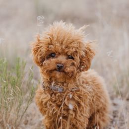 Maltipoo puppies from Ollie-Pop Paws Breeding