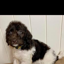 Labradoodle All Grown Up from Maple Bakin’ Doodles